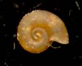 Omalogyra cf.  simplex
